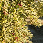 Arbequina Olive Tree for Planting (2.5–3 Feet) | Live Potted Olive Tree | High-Yield, Hardy Variety | No Ship to CA,HI,AK