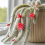 Monkey Tail Cactus Live Plant – 10-15 Inch Hanging Succulent, Rare Live Succulents for Indoor & Outdoor Decoration, Unique Hanging Plant Gift