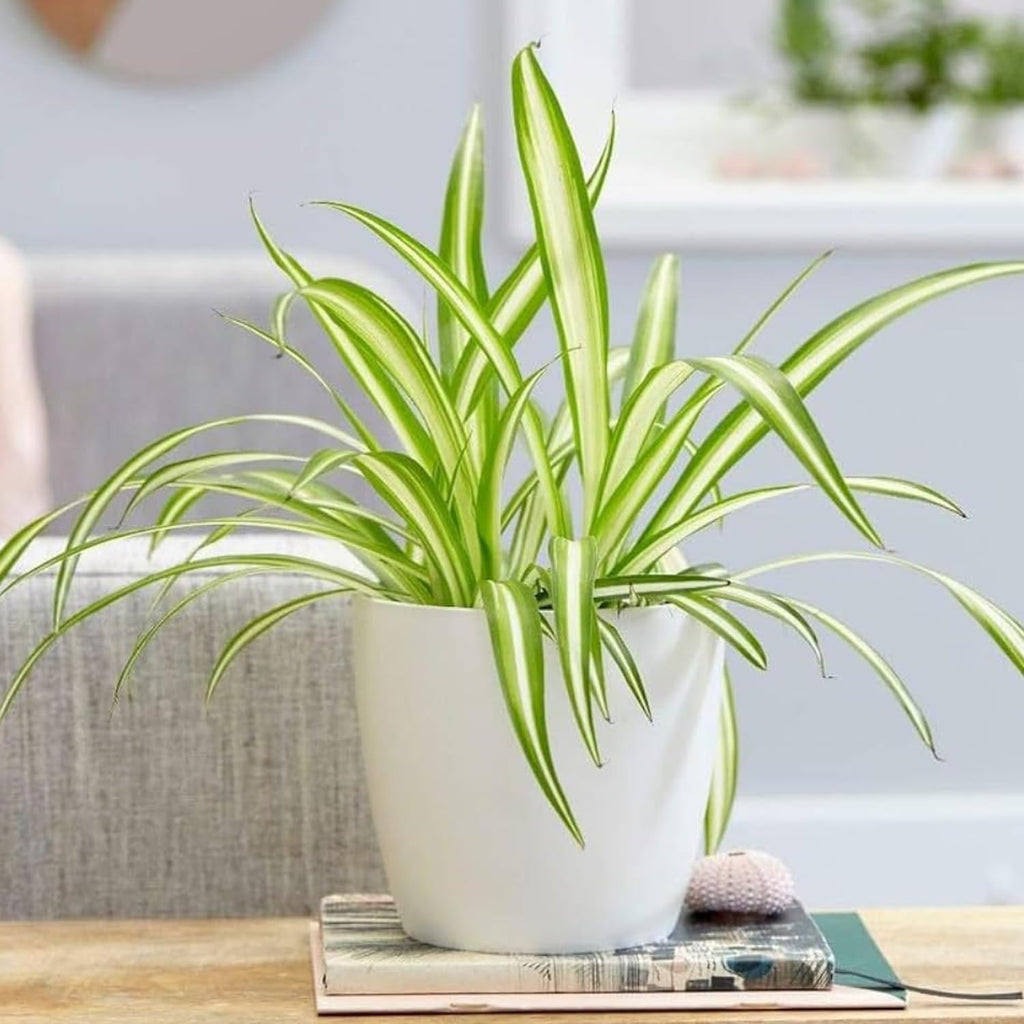 Curly Spider Plants Live House Plant | 4 Inch Pot Hanging Bonnie Spider Plant | Low Maintenance, Thrives in Home & Office, Perfect for Plant Enthusiasts