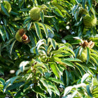 Chestnut Tree, 6-10" Nut Tree, Vigorous Deciduous Shade Tree for Backyard Gardens & Orchard Planting, Sweet Edible Harvests & Fast Growth