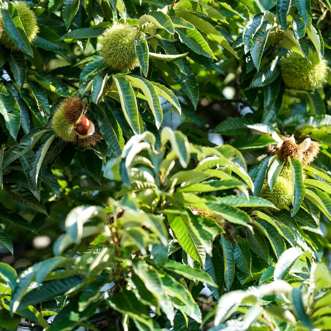 Chestnut Tree, 6-10" Nut Tree, Vigorous Deciduous Shade Tree for Backyard Gardens & Orchard Planting, Sweet Edible Harvests & Fast Growth