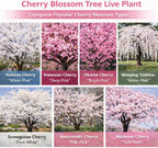 2 Weeping Cherry Tree Plant, 6-12 Inch Tall, Easy Care, Hardy Ornamental Flowering Cherry Tree, Ideal for Yard, Garden & Landscape