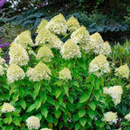 Limelight Hydrangea Live Plant in Quart Pot | Established Paniculata Flowering Shrub | Ready to Plant Deciduous Shrub for Backyard and Patio