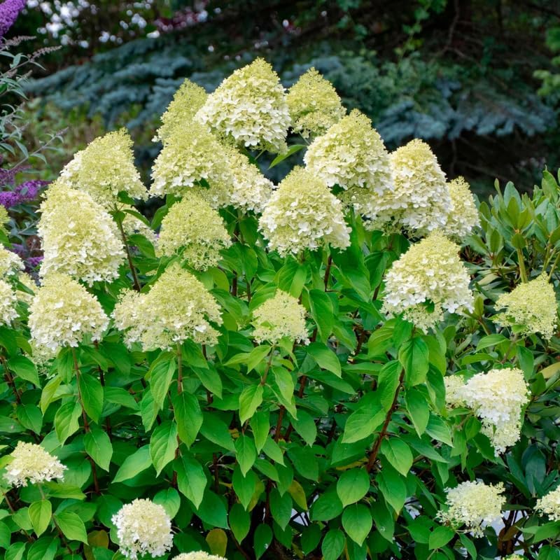 Limelight Hydrangea Live Plant in Quart Pot | Established Paniculata Flowering Shrub | Ready to Plant Deciduous Shrub for Backyard and Patio