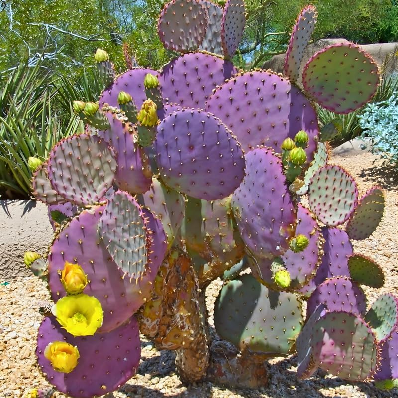 Opuntia Santa Rita Purple Prickly Pear Cactus Live Plant | Live Purple Cactus in 3 Inch Pot | Drought-Tolerant Desert Cactus for Indoor & Outdoor Use, Landscaping, Rock Gardens & Container Planting
