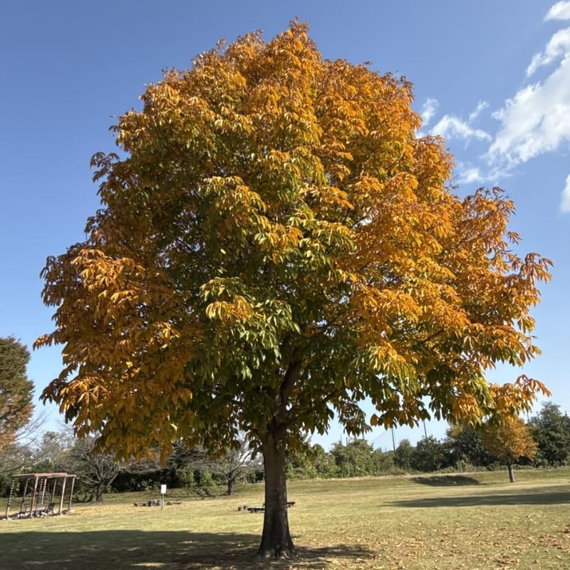 6 Willow Oak Tree Live Plant, Oak Trees Live for Planting 12–18 Inch Tall, Hardy Shade Trees for Gardens, Parks and Property Planting