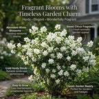 Mock Orange Plant, 4-6" Tall Shrub, Vigorous Deciduous Bush with Intoxicating Fragrance for Backyard Foundation Planting & Garden Borders