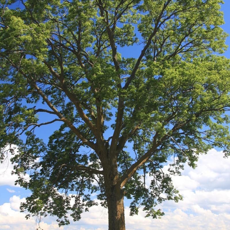 3 Hackberry Tree Live Plant, 12-24 Inch Tall, Well-Rooted Bare Root Starter, Hardy Deciduous Shade Tree for Backyard and Landscaping