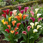Calla Lily Bulbs for Planting, Mix 3 Large Bulbs, Vibrant Black, Flame, and Yellow Flowering Perennials for Sunny Patios and Cutting Gardens
