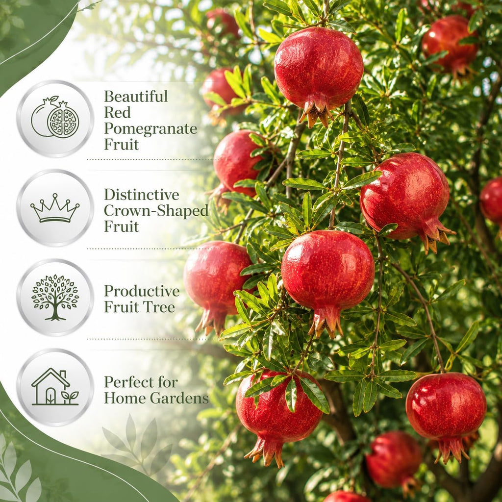 Pomegranate Tree in 3 Gallon Pot, 2-3 Ft Tall, Live Pomegranate Farfianka Plant, Cold Hardy Tree for Outdoor Growing (No Ship to CA,HI,AK)