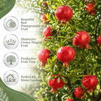 Pomegranate Tree in 3 Gallon Pot, 2-3 Ft Tall, Live Pomegranate Farfianka Plant, Cold Hardy Tree for Outdoor Growing (No Ship to CA,HI,AK)