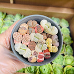 Mix Lithops Succulent Plants Live | 30 Pcs Lithops Live Plants | Bare Root Without Pot & Soil, Indoor Office Desk Decoration, Friend Plant Lovers Gifts