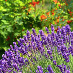 English Lavender Flower Plant, 3-Inch Potted, Aromatic Lavandula Angustifolia, Live Lavender Plants for Inside and Home Décor