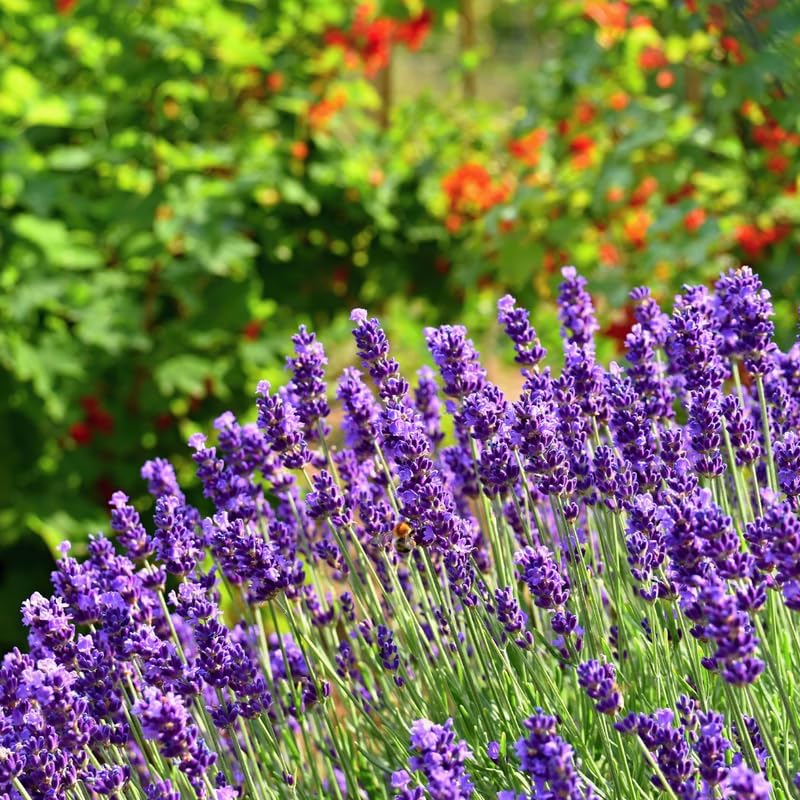 English Lavender Flower Plant, 3-Inch Potted, Aromatic Lavandula Angustifolia, Live Lavender Plants for Inside and Home Décor