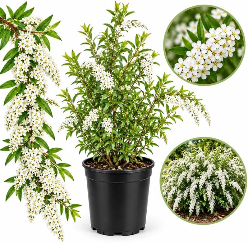 Snowmound Spirea Live Plant, 6-12" Tall in Quart Pot, Cold-Hardy White Floral Shrub for Home Landscape and Garden Borders