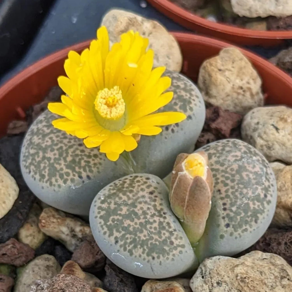 Lithops Large Random Mix Living Stones Succulent Plants Live | 20 Pcs Live Lithops Seedlings | Bare Root Without Pot or Soil, Suitable for Indoor or Outdoor Gardens & Office Use, Friend Plant Lovers