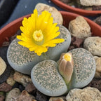 Lithops Large Random Mix Living Stones Succulent Plants Live | 20 Pcs Live Lithops Seedlings | Bare Root Without Pot or Soil, Suitable for Indoor or Outdoor Gardens & Office Use, Friend Plant Lovers