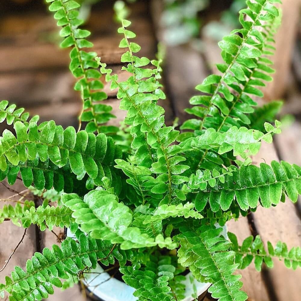 Lemon Button Fern Plant, 2 Inch Pot Size, Easy Care Indoor Greenery, Petite Round Foliage for Home and Office Décor