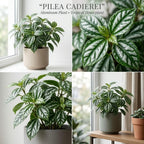 Pilea Cadierei Aluminum Plant, 4" Potted Houseplant, Low Maintenance Houseplant, Robust Sturdy Starter with Metallic Patterned Leaves
