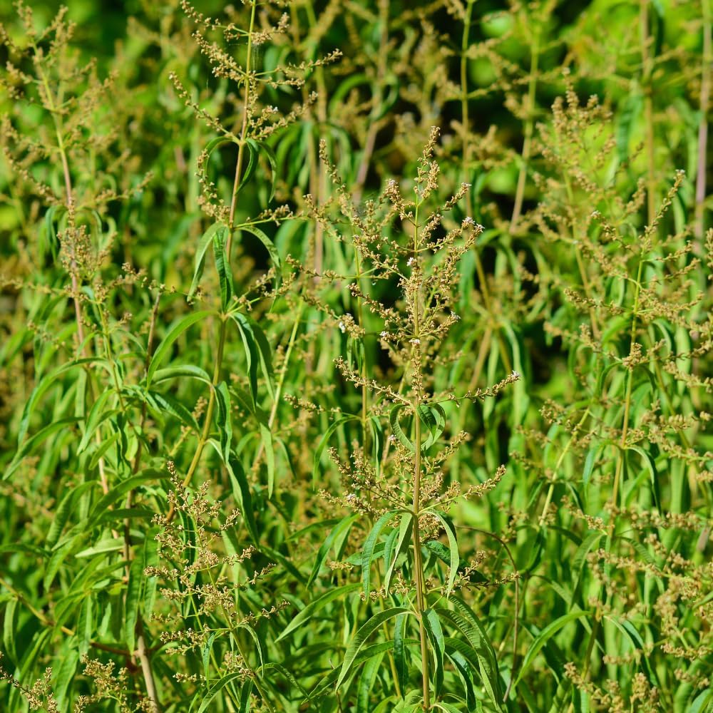 Lemon Verbena Live Plant, 4-Inch Tall Edible Herb, Non-GMO, Fast-Growing, Lemon Verbena Plant for Garden Beds or Containers