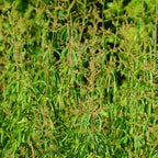 Lemon Verbena Live Plant, 4-Inch Tall Edible Herb, Non-GMO, Fast-Growing, Lemon Verbena Plant for Garden Beds or Containers