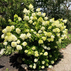 Limelight Hydrangea Shrub Live Plant | 1 Quart Pot | Low Maintenance Flowering Deciduous Tree Alternative | Robust Established Plant for Landscapes