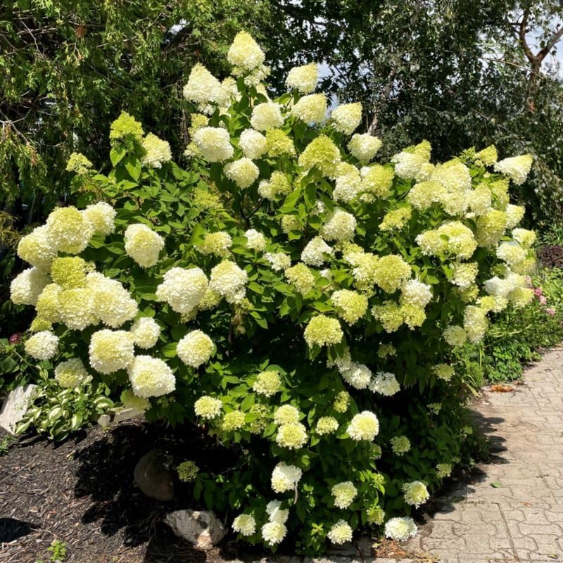 Limelight Hydrangea Shrub Live Plant | 1 Quart Pot | Low Maintenance Flowering Deciduous Tree Alternative | Robust Established Plant for Landscapes