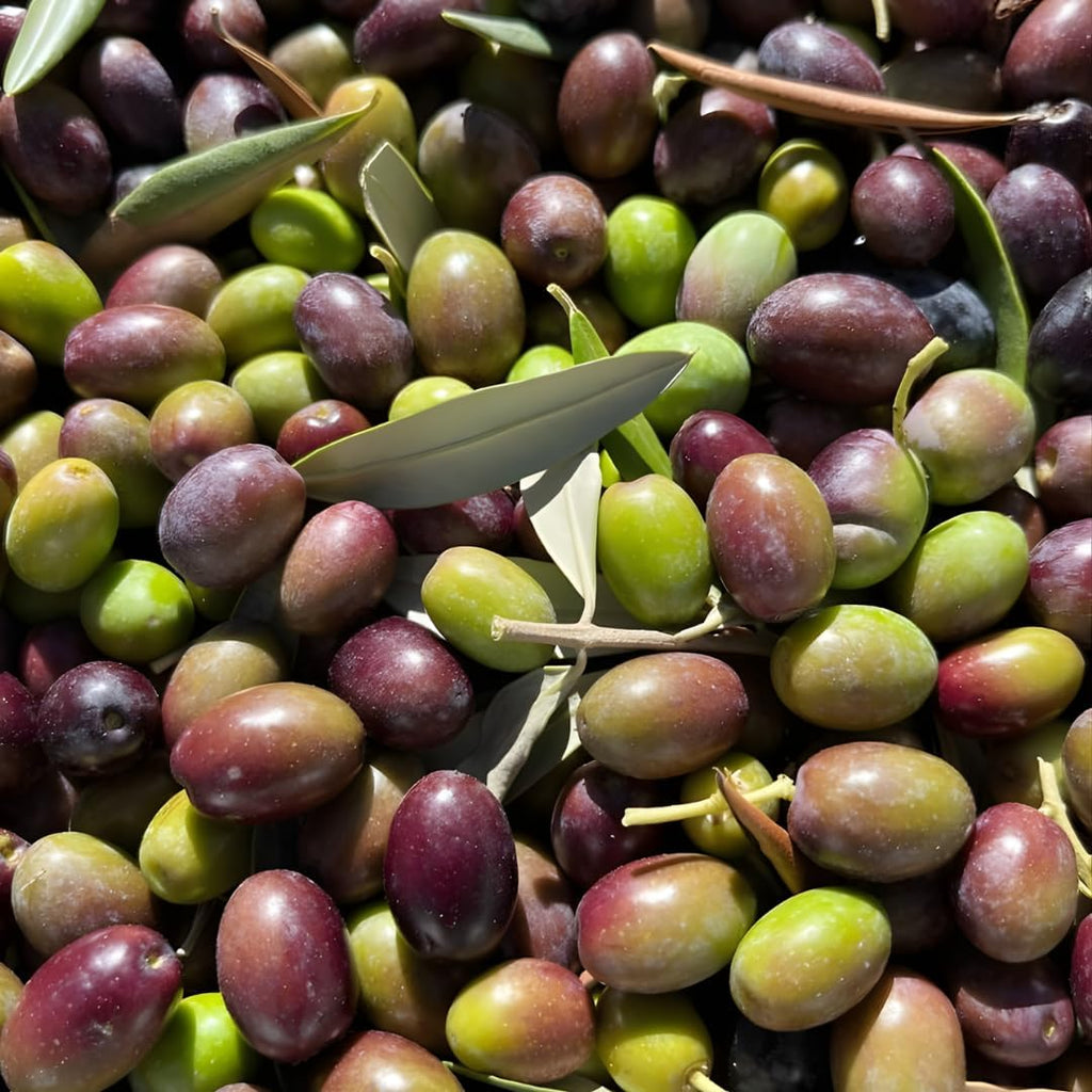 Arbequina Olive Tree Live Plant 2.5–3 Ft| Easy-Grow Olive Variety for Home & Garden | No Ship to CA,HI,AK