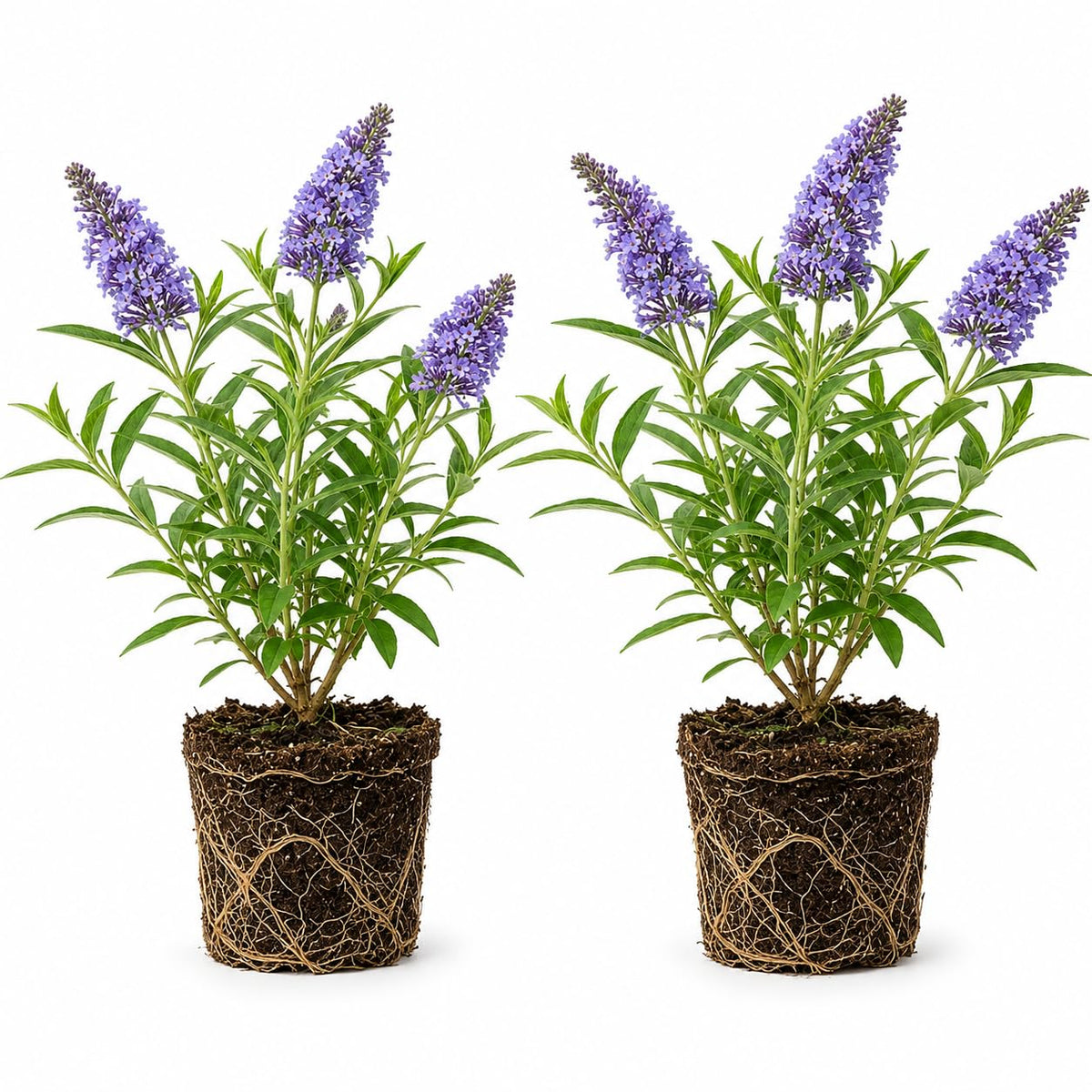 2 Butterfly Bushes Plant Live – Buddleia, 4-6 Inch Size, Low Maintenance Fragrant Flowering Perennial for Outdoor Decorative Pots