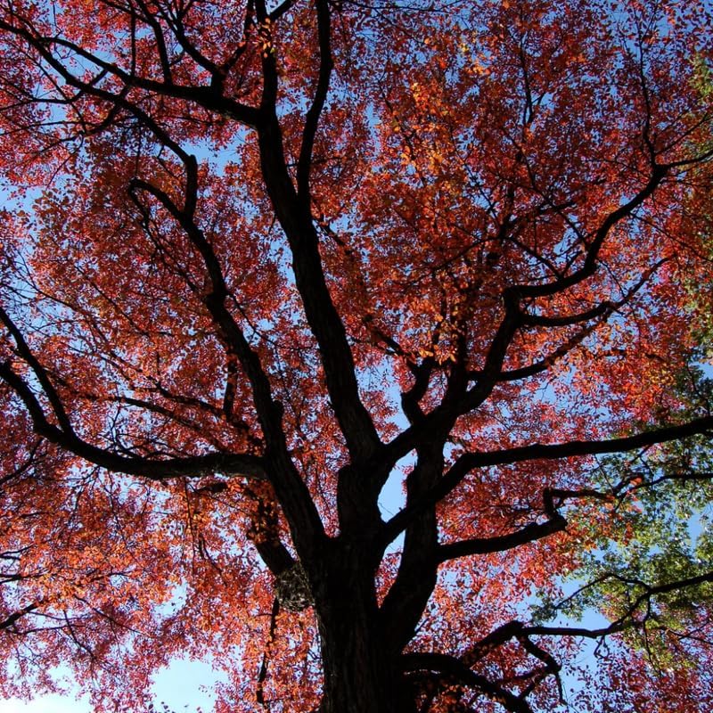 Black Tupelo Trees Live Plant (Set of 5), Black Gum Tree – 6 to 12 Inch Live Seedlings | Vibrant Red Fall Foliage | Hardy American Native Shadign Tree