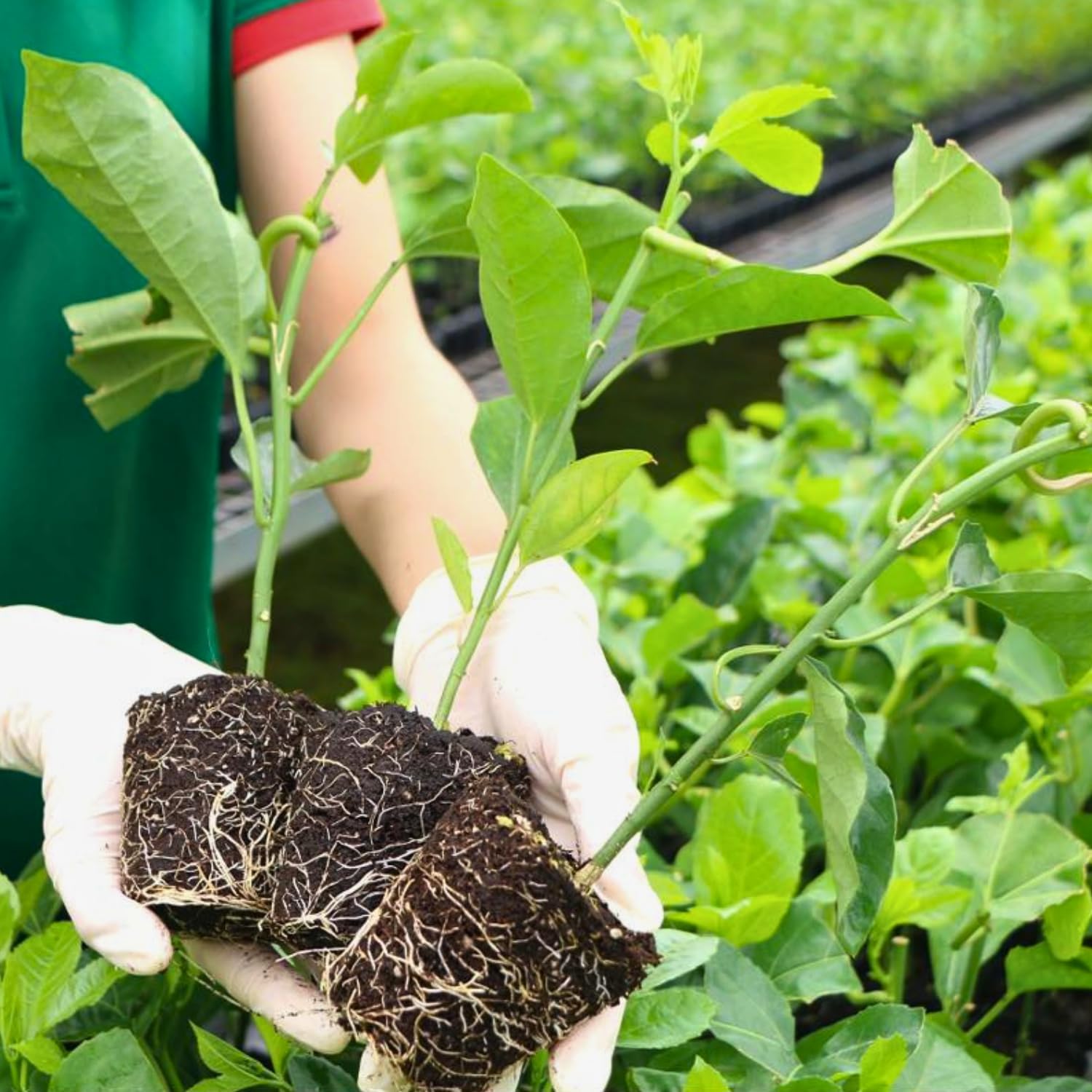 Passionfruit Plant - Red Passion Fruit Vine, 4 Inch Tall, Ornamental Climbing Vine with Sweet Flavor for Outdoor Landscaping, Vertical Gardens & Decorative Displays