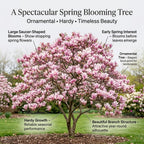 Ann Magnolia Tree Live Plant, 12-18" Potted Plant in 2.5" Pot, Cold-Hardy Early Spring Blooming Tree for Backyard and Garden Rows