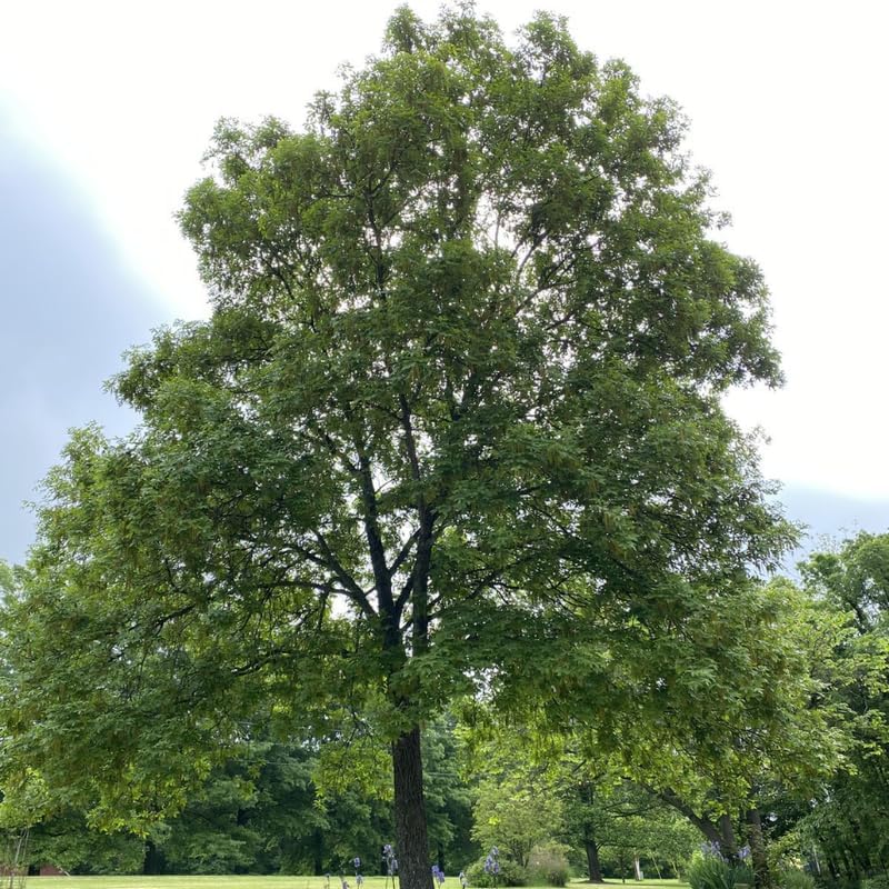 6 Willow Oak Tree Live Plant, Oak Trees Live for Planting 12–18 Inch Tall, Hardy Shade Trees for Gardens, Parks and Property Planting