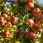 (No Ship to CA, HI, AK) Apple Tree Live Plant in 3 Gallon Pot, Fast Growing Zestar Apple Trees Live Plants Ready to Fruit, Perfect for Home Backyard and Garden