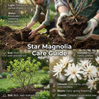 Ann Magnolia Tree Live Plant, 12-18" Potted Plant in 2.5" Pot, Cold-Hardy Early Spring Blooming Tree for Backyard and Garden Rows