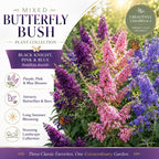 3 Assorted Butterfly Bush Live Plant, Buddleia Plant in 4-6" Tall, Grow Robust Mixed Blooms for Borders, Wildlife & Outdoor Landscapes