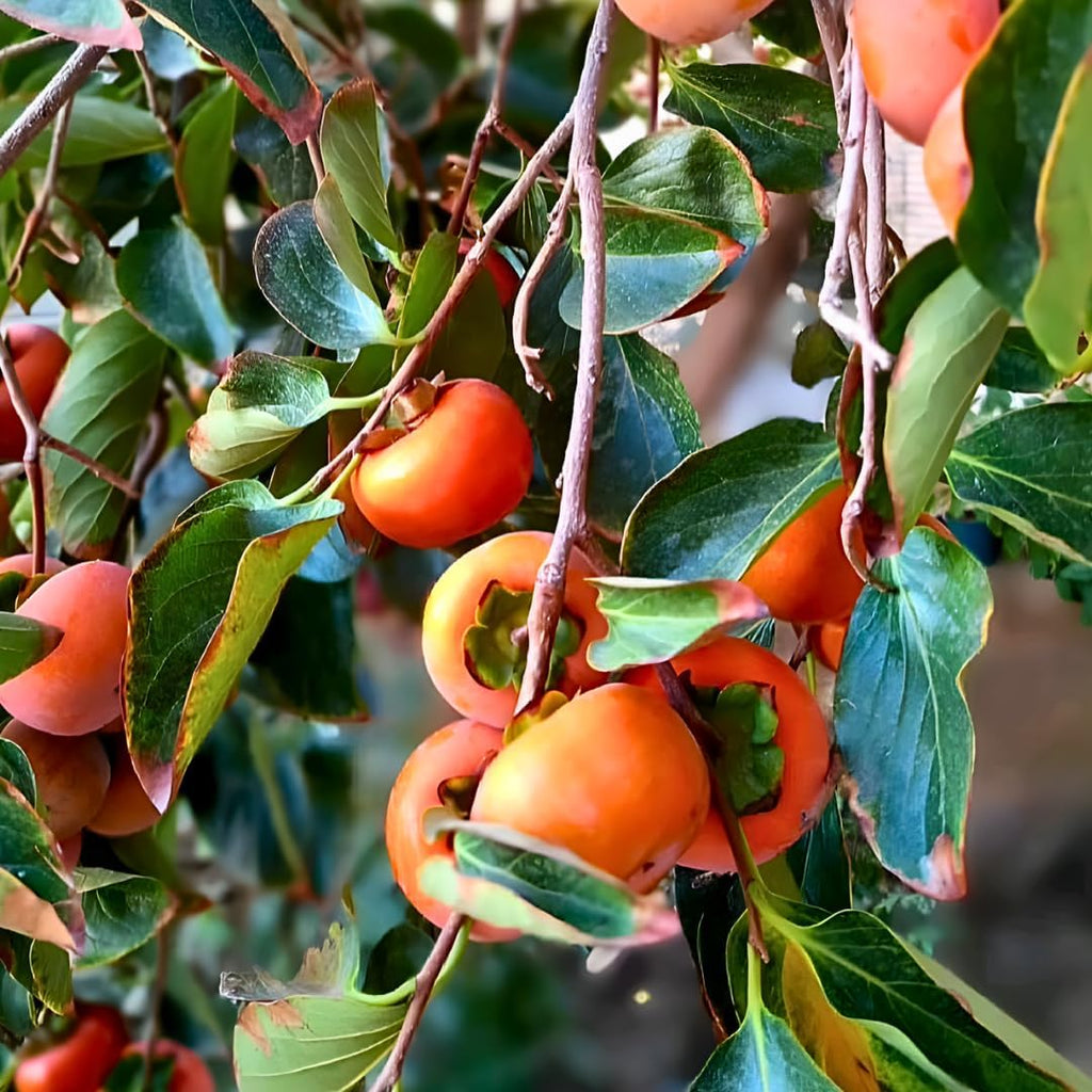 2 Persimmon Tree Live Plant in 12 – 24 Inch Tall Potted | American Persimmon Tree for Planting | Suitable for Home Garden & Backyard Growing