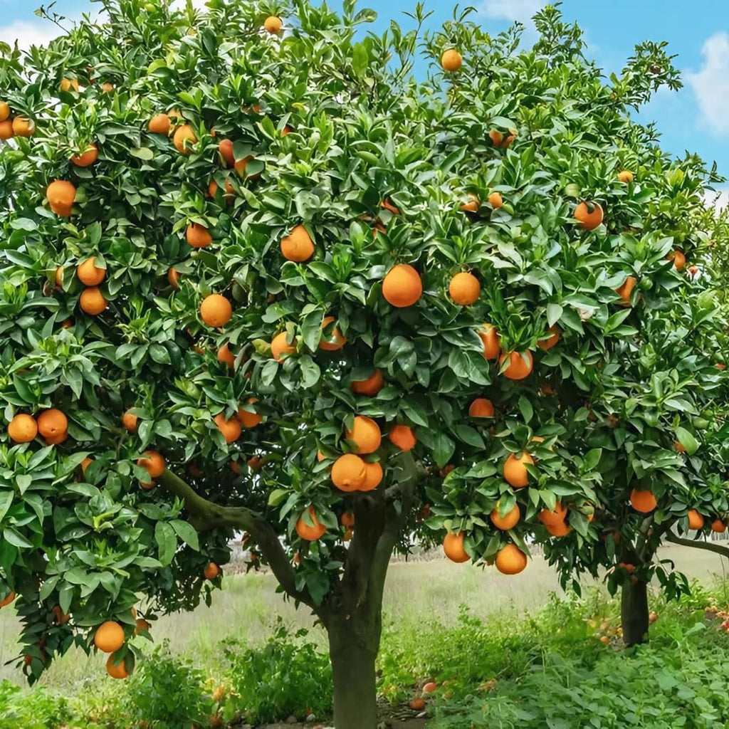 (No Ship to CA,HI,AK) Hamlin Orange Trees Live Plants| 1 Gallon Live Potted Citrus Plant | Sweet Juicy Fruit Tree for Indoor & Outdoor Spaces