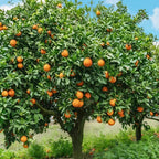 (No Ship to CA,HI,AK) Hamlin Orange Trees Live Plants| 1 Gallon Live Potted Citrus Plant | Sweet Juicy Fruit Tree for Indoor & Outdoor Spaces