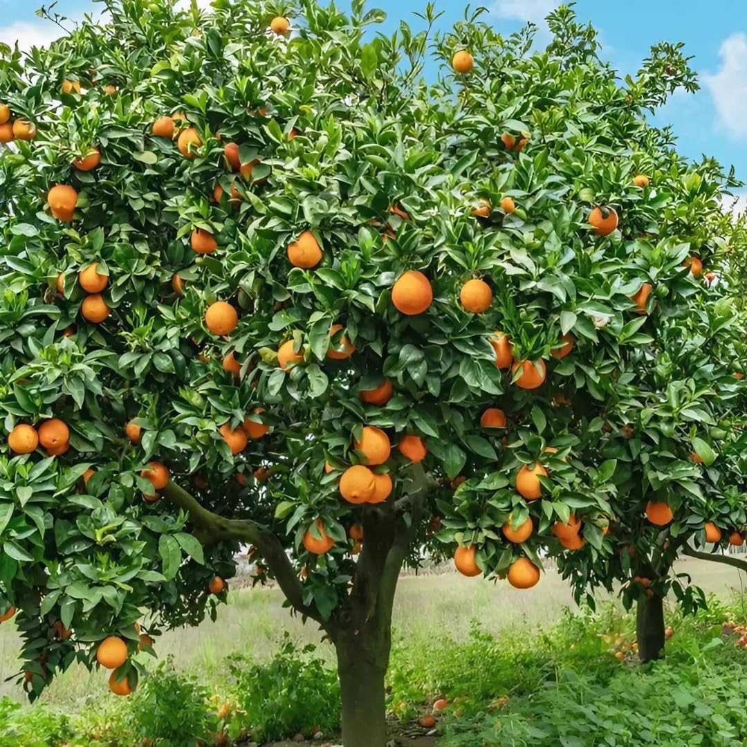 (No Ship to CA,HI,AK) Hamlin Orange Trees Live Plants| 1 Gallon Live Potted Citrus Plant | Sweet Juicy Fruit Tree for Indoor & Outdoor Spaces
