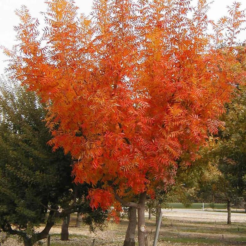 2-Pack Chinese Pistachio Live Bare Root Seedlings | 12-24" Rooted Cuttings | Drought-Tolerant Native Alternative Shade Tree