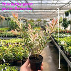 Live Japanese Dappled Willow Shrub in Quart Pot, Easy to Grow Hakuro Nishiki, Fast-Growing Ornamental Deciduous Plant for Garden Borders & Landscape Accents