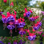 Blue Eyes Fuchsia Plant Live in Gallon Pot, Low Maintenance Fuchsia Hanging Basket, Fast Growing, Colorful Blooming Flowering Plant for Patio, Garden & Containers