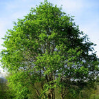 American Elm Native Trees Live Plant | Fast-Growing Cold Hardy Elm Tree for Landscaping | 6-12 Inc Live Tree for Yard, Garden & Windbreaks