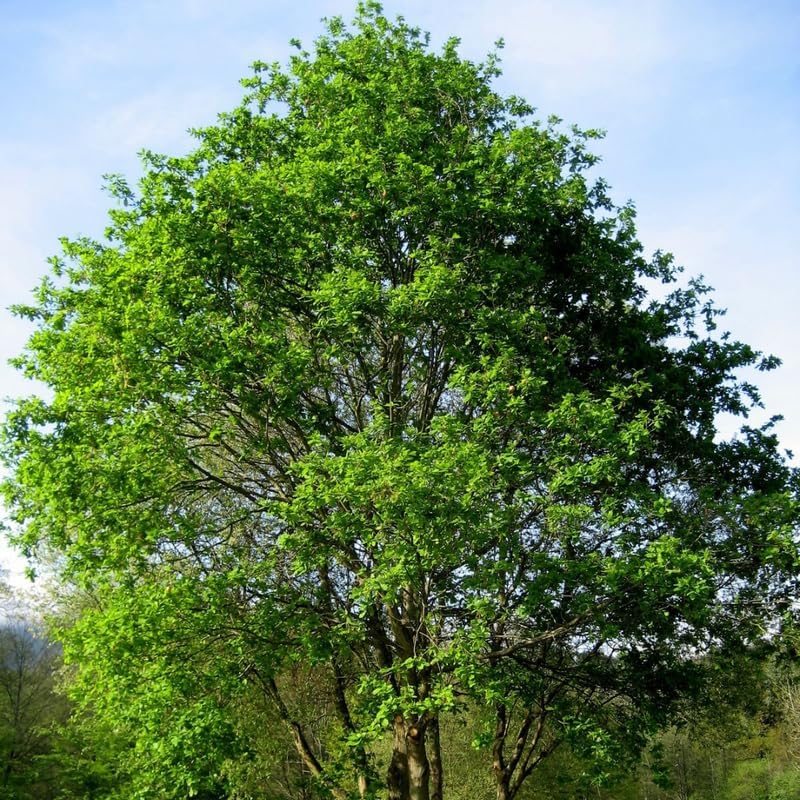 American Elm Native Trees Live Plant | Fast-Growing Cold Hardy Elm Tree for Landscaping | 6-12 Inc Live Tree for Yard, Garden & Windbreaks