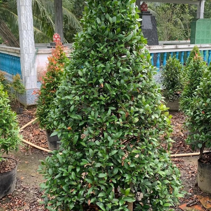 Foster Holly Tree in 2.5-Inch Pot | Fosteri Live Evergreen Shrub | Fast Growing Privacy Hedge with Red Winter Berries