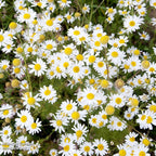 3 White Ox-Eye Daisy Live Plant, 3-Inch Pot, Fast Growing Perennial Flower, Established Starter Plant for Ground Cover and Garden Beds