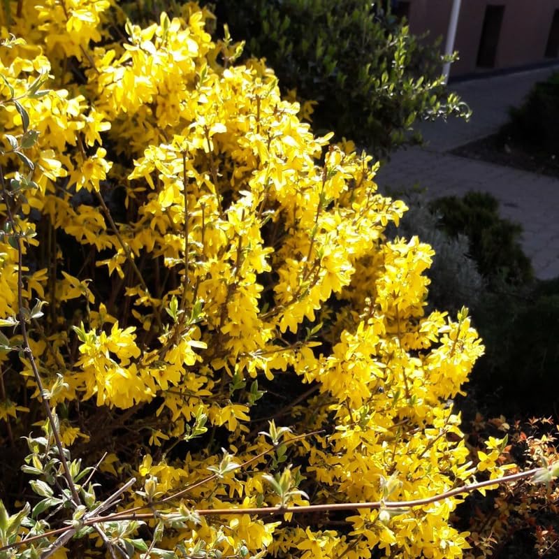 Lynwood Gold Forsythia Plant Live | 2.5 Inch Potted Shrub | Forsythia Bush Live Plant for Gardens | Suitable for Yard Planting and Seasonal Color