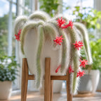 Monkey Tail Cactus Live Plant, 4-7 Inc Tall, Hanging Succulent Plants Live, Rare Succulents Live Plants