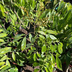 Mauritius Lychee Trees Live Plants | 2.5–3 Ft Live Potted Plant | Compact Sweet Fruit Tree for Patios, Balconies & Backyard Gardens | No Ship to CA,HI,AK